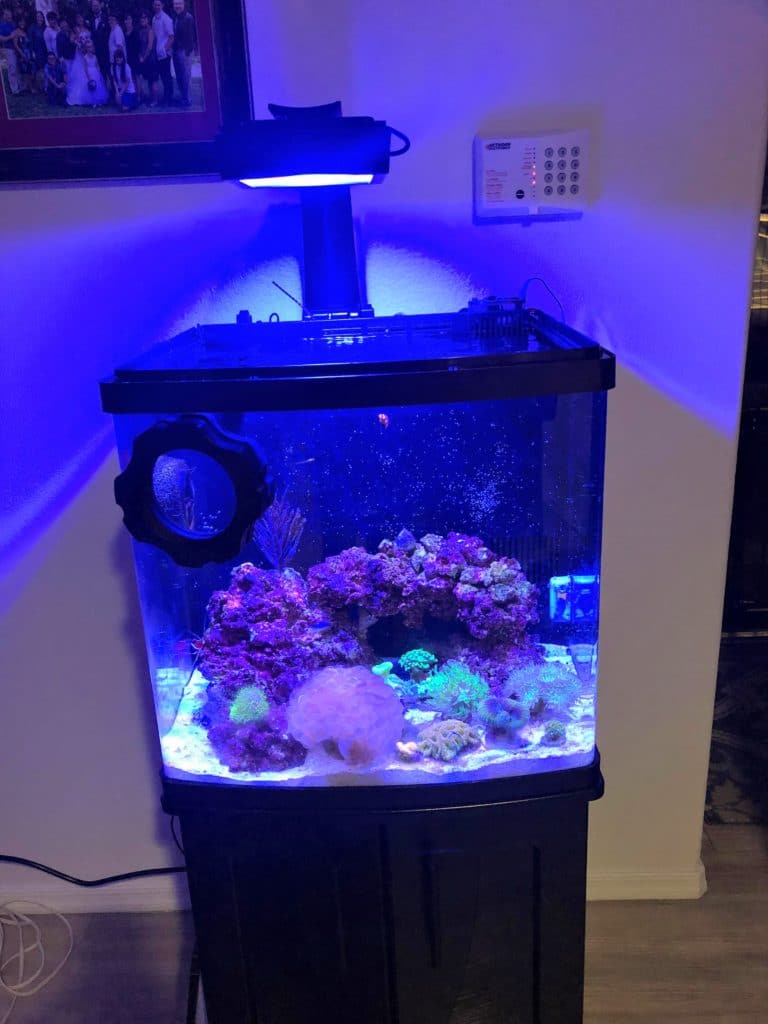 How Big is a Nano Tank? Discover the Best Small-Scale Saltwater ...