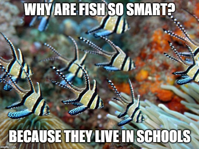 School of fish meme-why are fish so smart? Because they live in schools