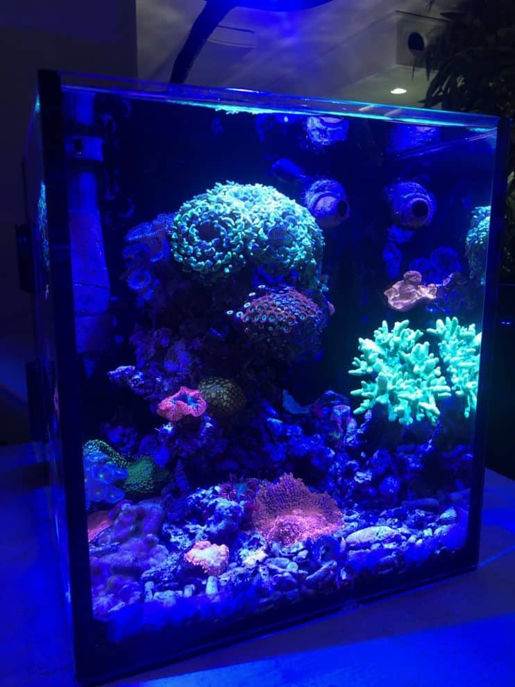 best auto feeder for reef tank