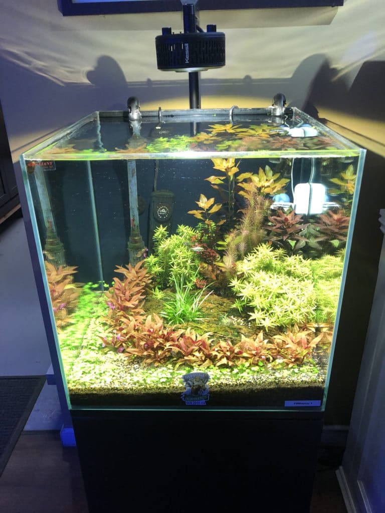 Freshwater Nano Aquarium