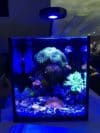 Nano Reef Tank with LED lighting