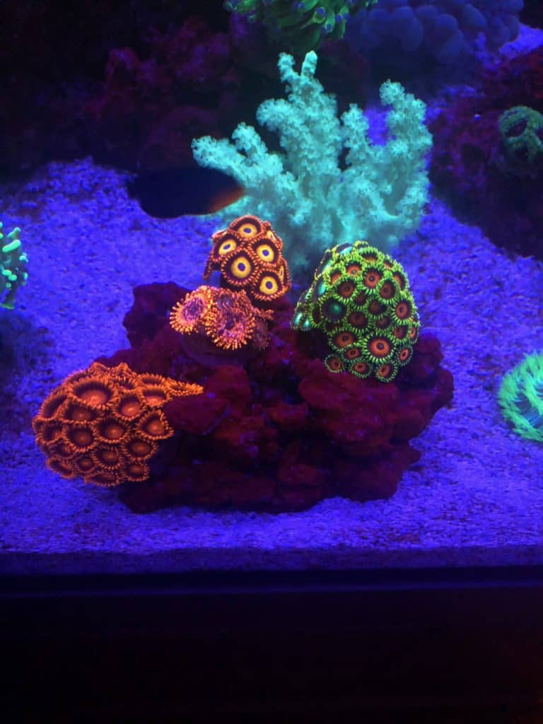 Colorful zoanthid garden in a reef aquarium