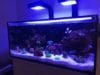 How much LED light for reef tanks