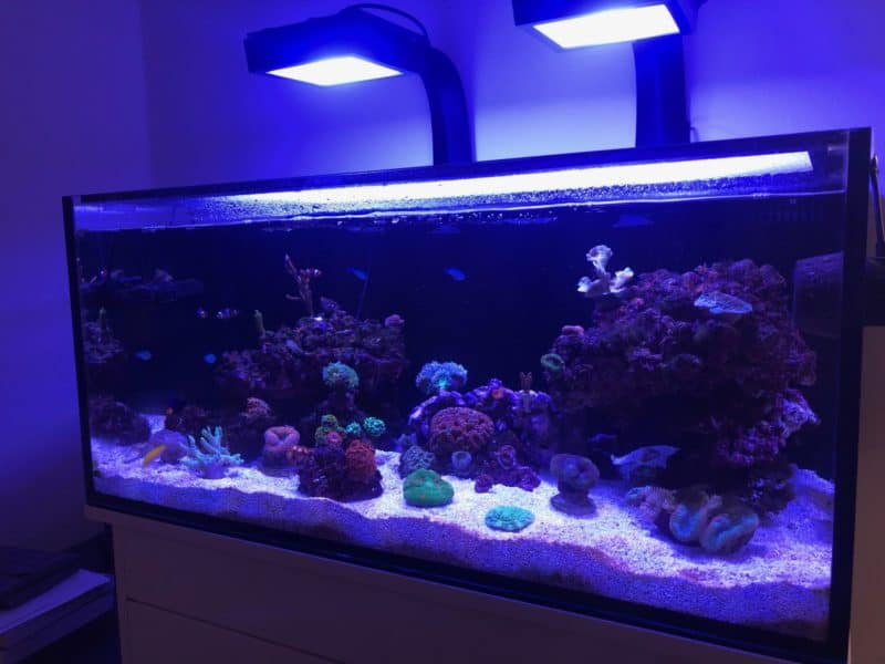 The Science Reef Tank - Nano Adviser