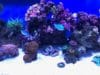 How many watts of LED light for reef tanks?
