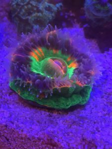 Nano reef tank with beautiful scolymia corals