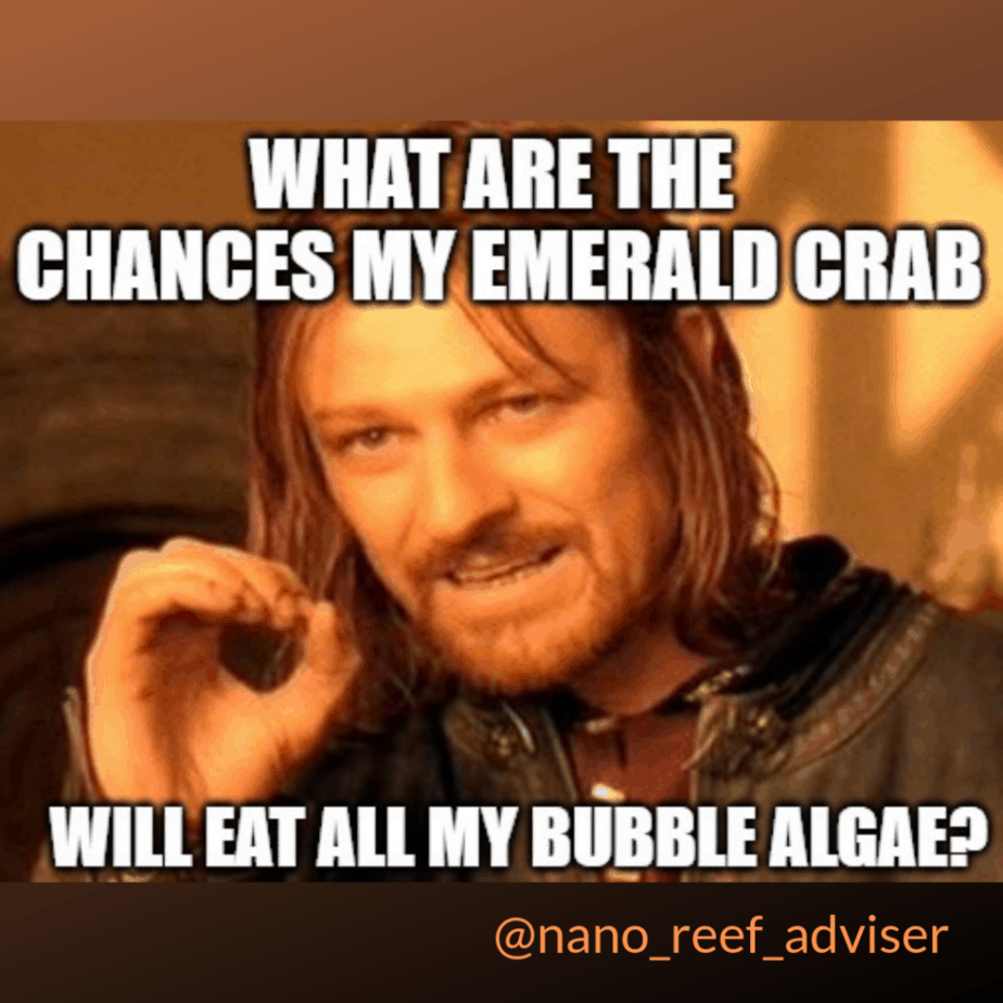 Bubble algae control