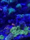 An Easy to Manage Reef Tank Maintenance Schedule