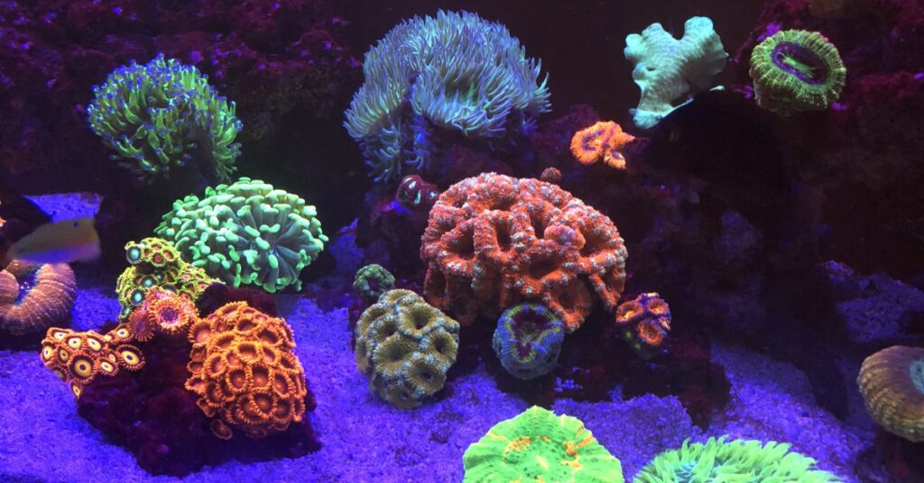Easy Quick Start Reef Tank Guide