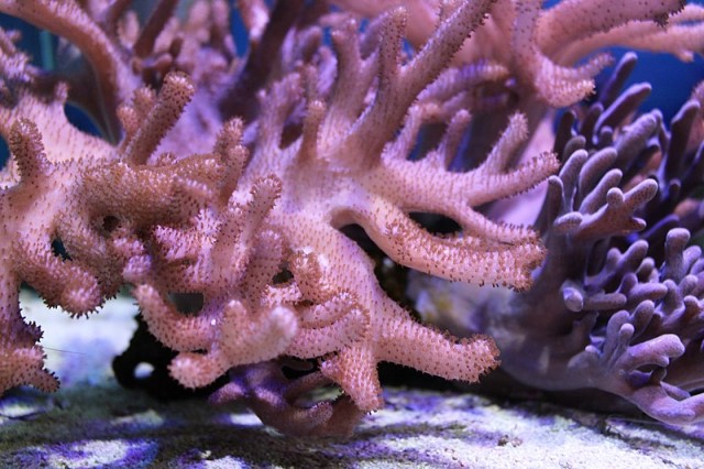 Stylophora SPS Coral