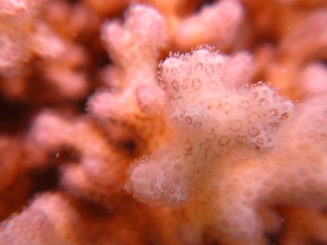 Best SPS Corals for Beginners - Pocillopora