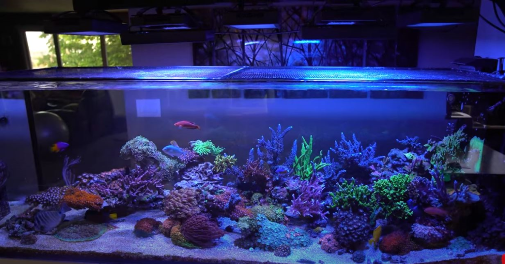 Best Reef Lighting EcoTech