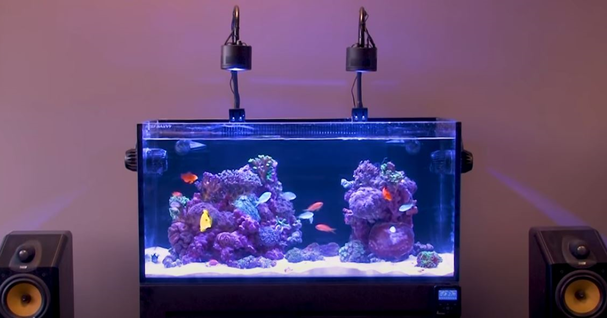 Best Reef Lighting Showdown 2023