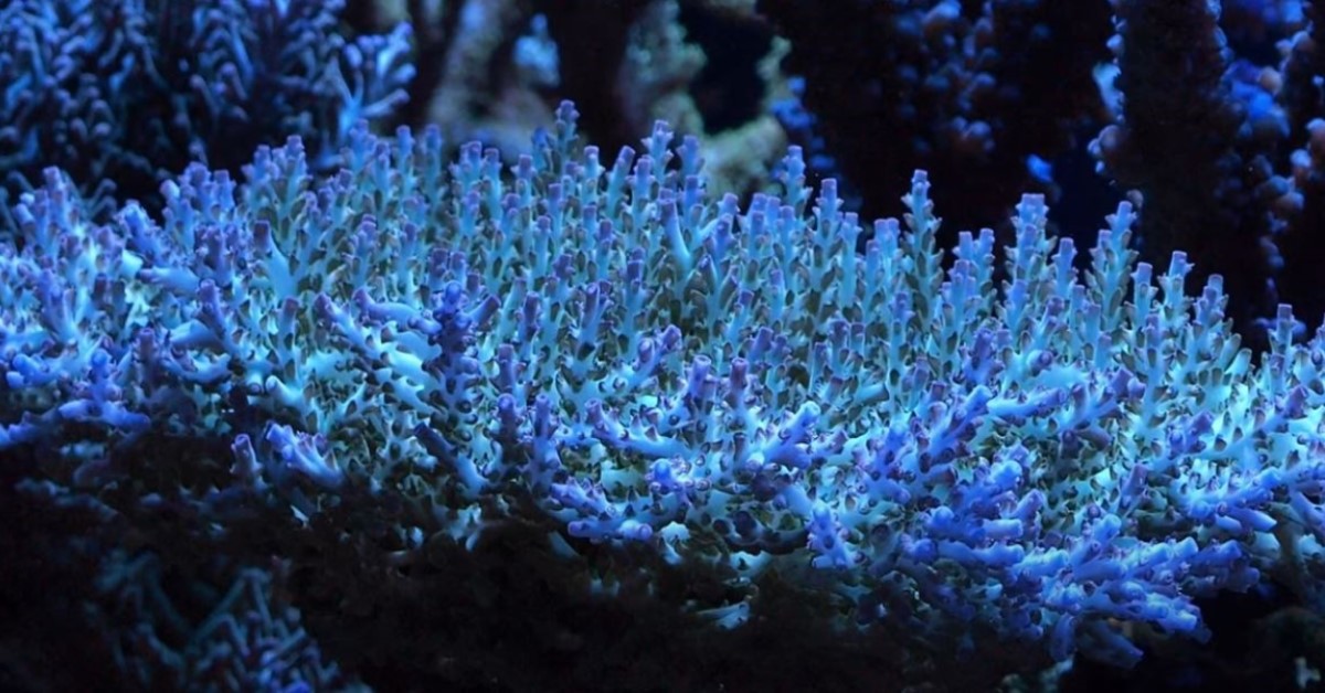 The 9 Best SPS Corals for Beginners