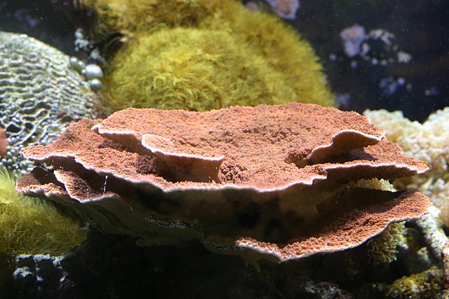 Best SPS Corals for Beginners