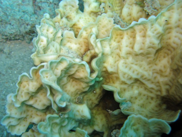 Best SPS Corals for Beginners - Leptoseris