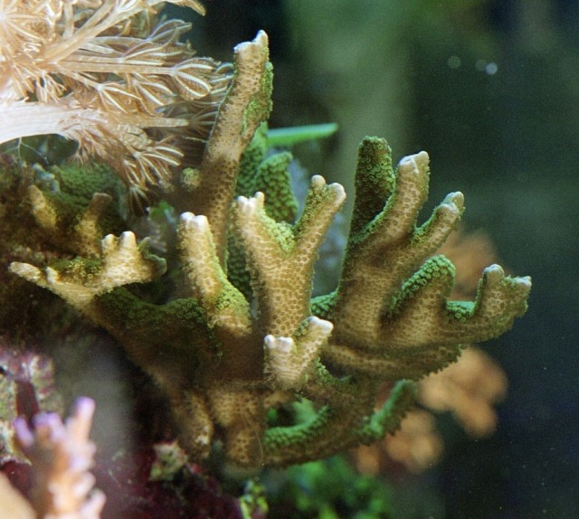 Best SPS Corals for Beginners - Montipora digitata
