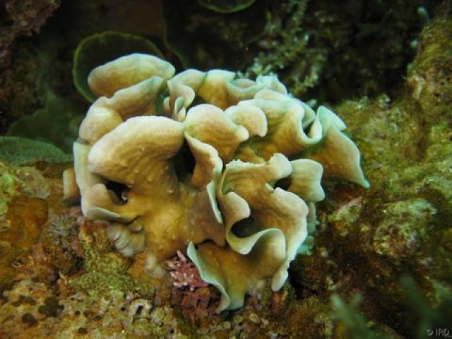 Pavona SPS Coral
