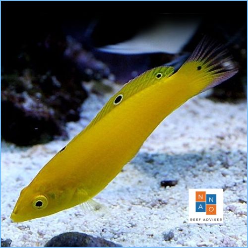The best saltwater fish for beginners - Yellow Coris Wrasse